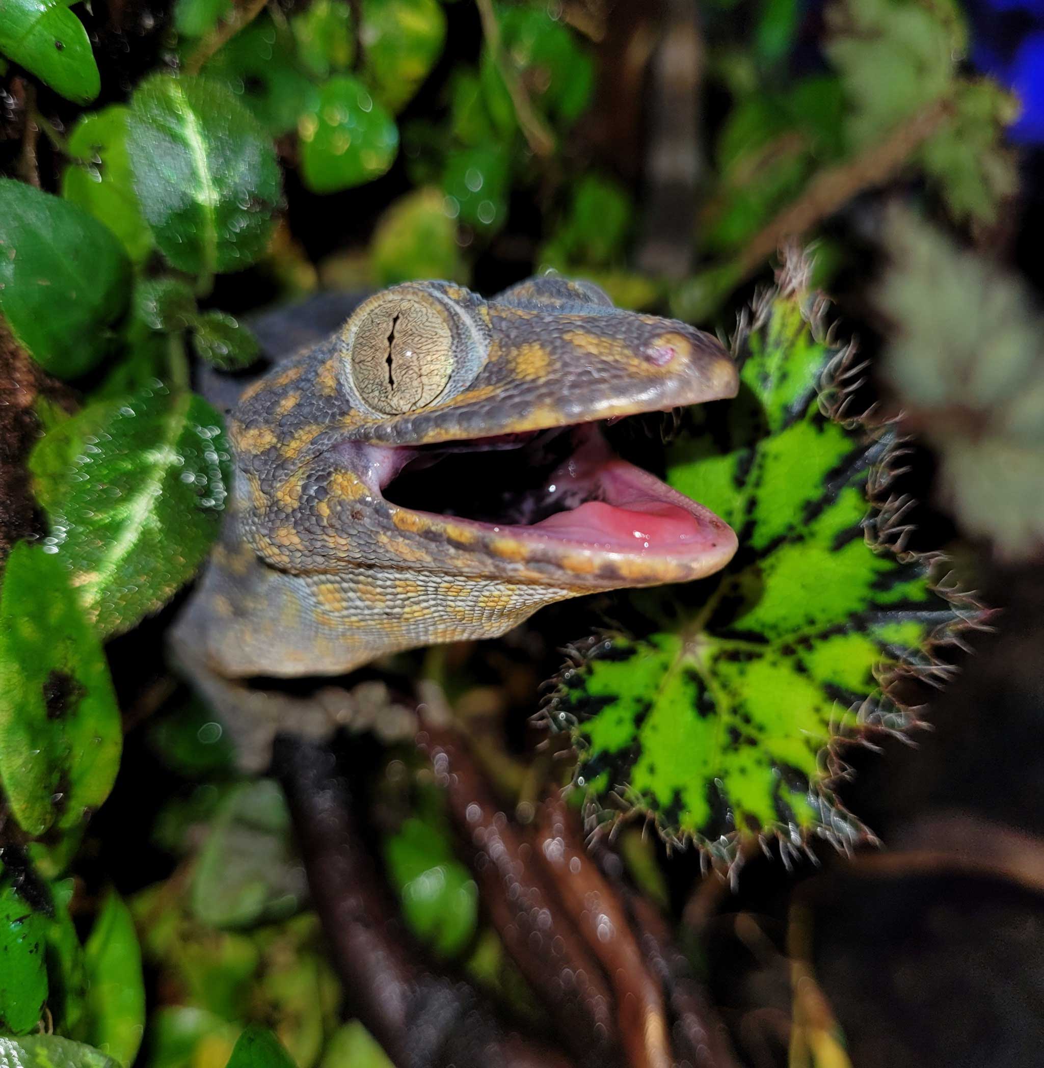 uncle bills tokay gecko