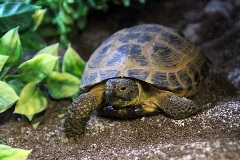 uncle bills red footed tortoises