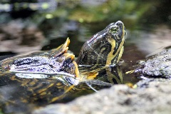 uncle bills turtles cumberland slider