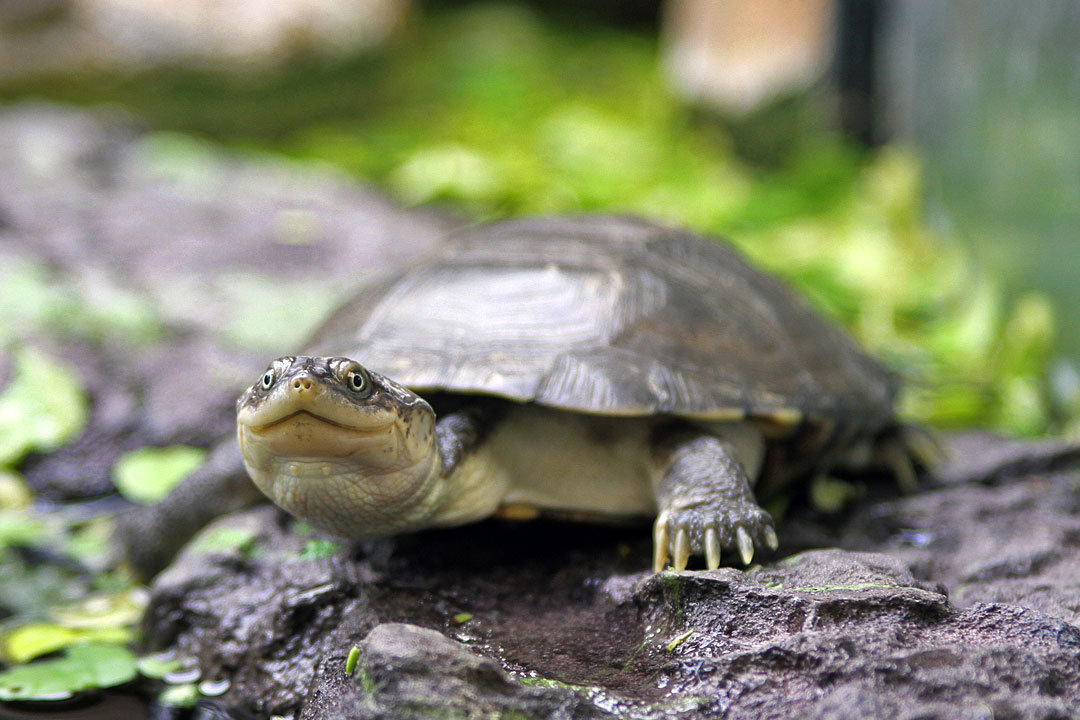 uncle bills sideneck turtles smiling