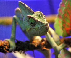 uncle bills veiled chameleon