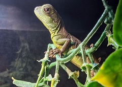 uncle bills chinese water dragon juv