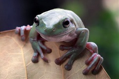 whites dumpy treefrog