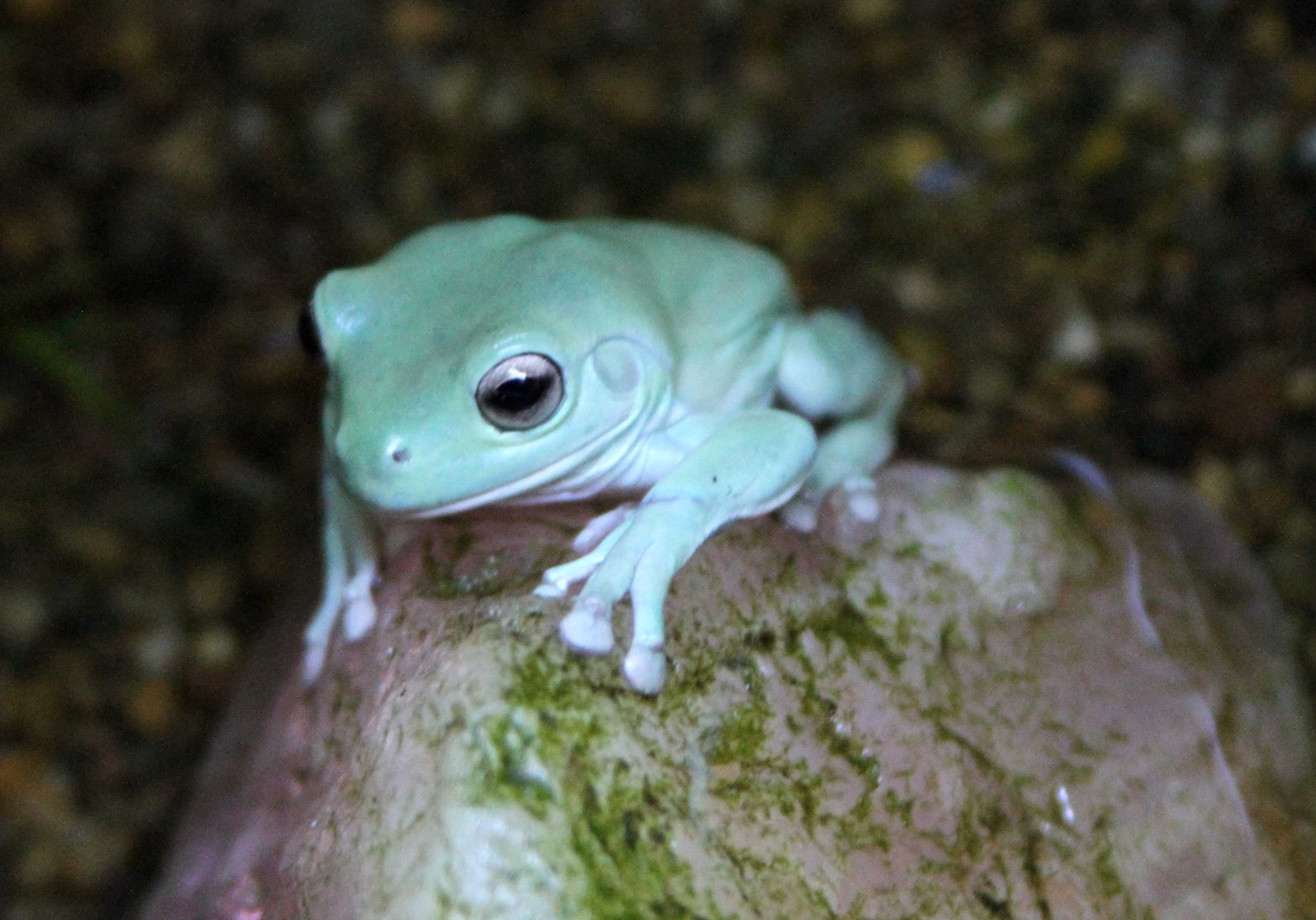 uncle bills whites dumpy tree frog