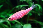 zebra-danio-1 zebra-danio-1