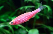 zebra-danio-1