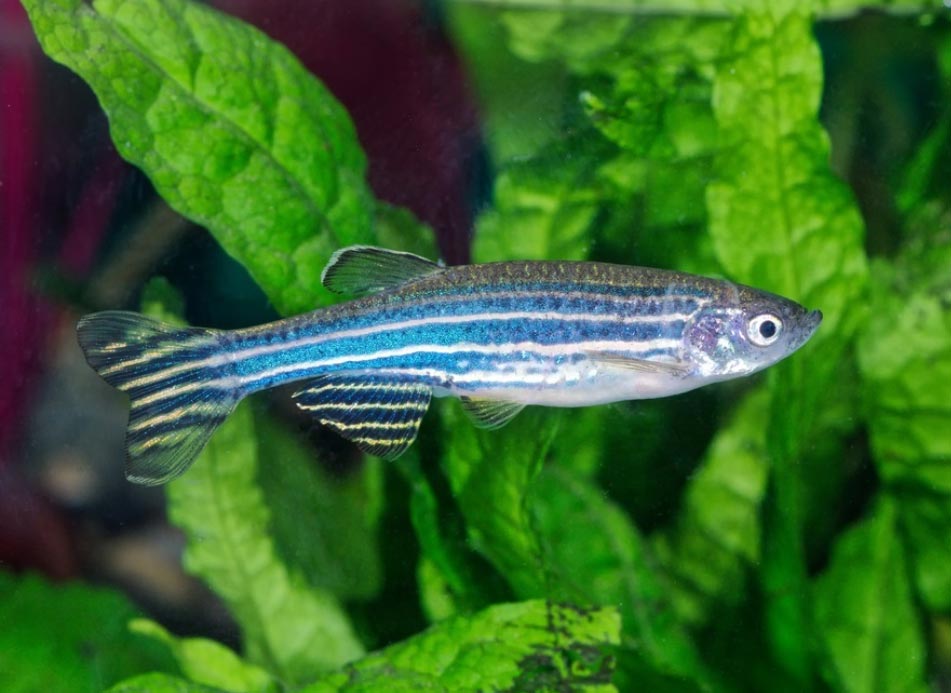 zebra-danio-3