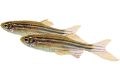 zebra  danio