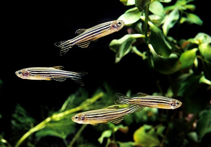 zebra danios 2