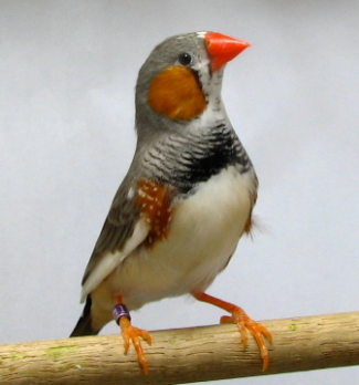 uncle bills zebra finch