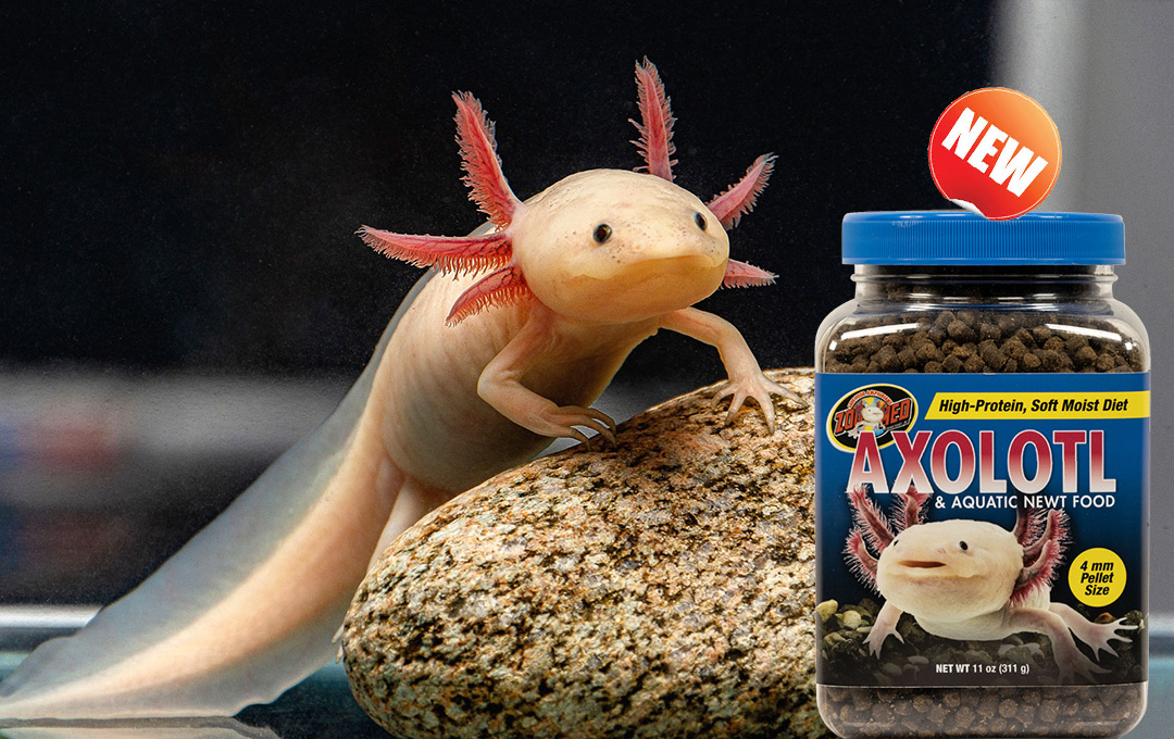 zoomed-axolotl-and-food