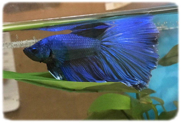 zoomed-betta-on-hammock