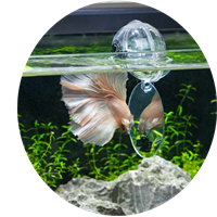 zoomed-floating-betta-mirror-with-fish-playing